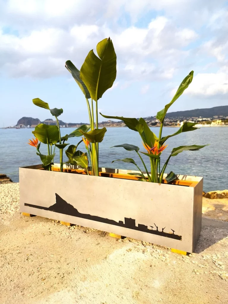 Culture de Strélitzia