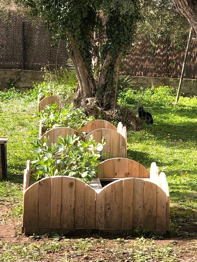 Culture des fèves en pleine terre